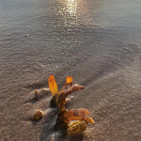 Goscinne Irena * Mieroszyno