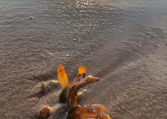 Goscinne Irena * Mieroszyno