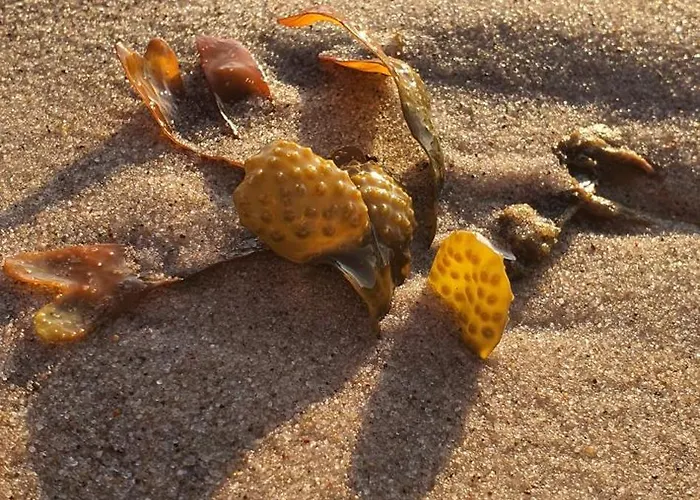 Habitación en casa particular Goscinne Irena Mieroszyno